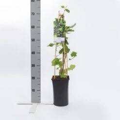 Zwarte Bes (Ribes Nigrum 'Ben Nevis') -OL Planten Winkel ribes nigrum ben nevis