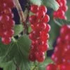 Rode Bes Op Stam (Ribes Rubrum 'Jonkheer Van Tets') 1 Rode Bes Op Stam (Ribes Rubrum 'Jonkheer Van Tets') -OL Planten Winkel ribes rubrum jonkheer van tets 3 1