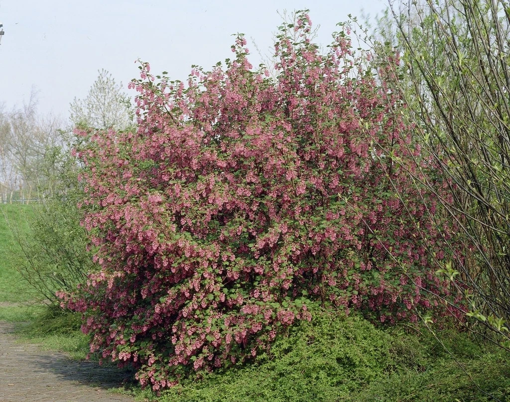 Ribes (Ribes Sanguineum 'King Edward VII') 3 Ribes (Ribes Sanguineum 'King Edward VII')