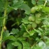 Groene Kruisbes Op Stam (Ribes Uva-crispa 'Hinnonmaki Grön') -OL Planten Winkel ribes uva crispa hinnonmaeki 3