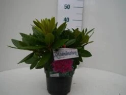 Rhododendron (Rhododendron 'Rocket') -OL Planten Winkel rocket c2 voor