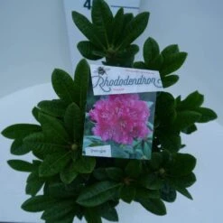 Rhododendron (Rhododendron 'Rocket') -OL Planten Winkel rocket c5 boven 2