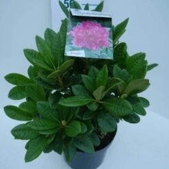 Rhododendron (Rhododendron 'Rocket') -OL Planten Winkel rocket c5 zij