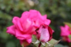 Grootbloemige Roos (Rosa 'Acapella') -OL Planten Winkel rosa acapella 2