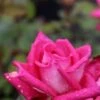 Grootbloemige Roos (Rosa 'Acapella')
