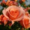 Bodembedekkende Roos (Rosa 'Aprikola') -OL Planten Winkel rosa aprikola