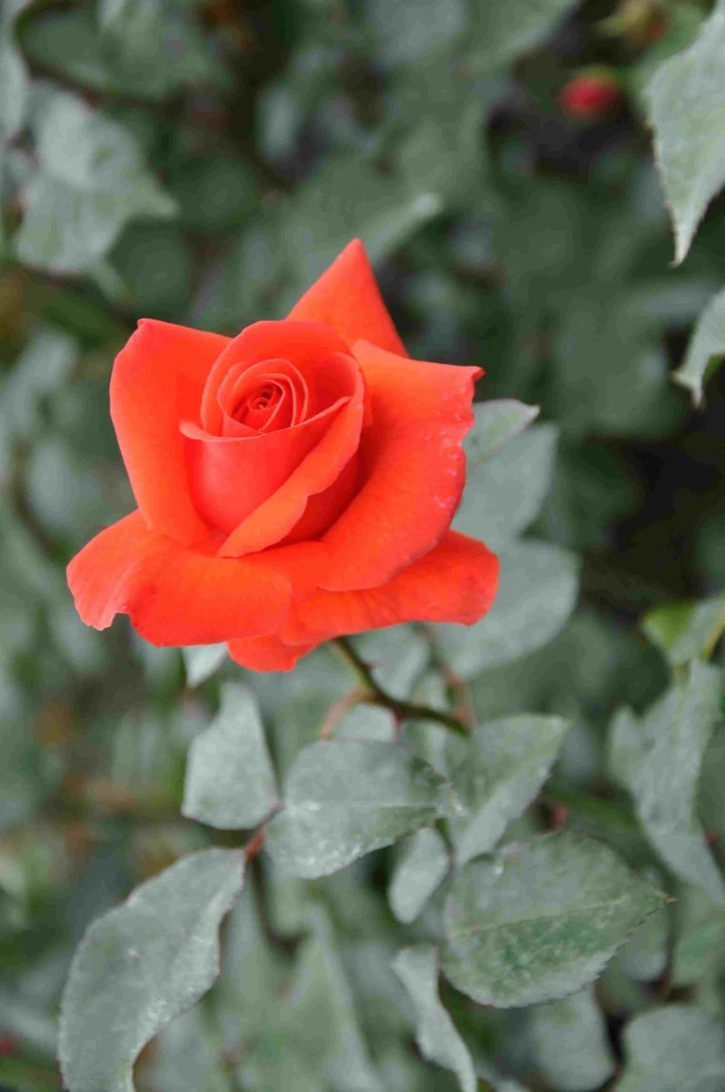 Klimroos (Rosa 'Bionda') 3 Klimroos (Rosa 'Bionda')