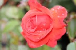 Klimroos (Rosa 'Bionda') 7 Klimroos (Rosa 'Bionda') -OL Planten Winkel rosa bionda 1 1