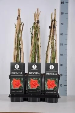 Klimroos (Rosa 'Bionda') 6 Klimroos (Rosa 'Bionda') -OL Planten Winkel rosa bionda in de winter c3 1