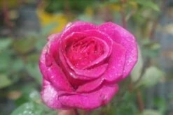 Speciale Roos (Rosa 'Blackberry Nip') -OL Planten Winkel rosa blackberry nip 1