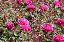 Speciale Roos (Rosa 'Blackberry Nip') -OL Planten Winkel rosa blackberry nip 2 1