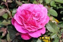 Speciale Roos (Rosa 'Blackberry Nip') -OL Planten Winkel rosa blackberry nip 3