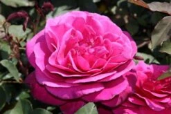 Speciale Roos (Rosa 'Blackberry Nip') -OL Planten Winkel rosa blackberry nip 3 1