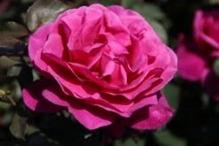 Speciale Roos (Rosa 'Blackberry Nip') -OL Planten Winkel rosa blackberry nip 4 1