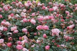 Grootbloemige Roos (Rosa 'Blue Girl') 11 Grootbloemige Roos (Rosa 'Blue Girl') -OL Planten Winkel rosa blue girl 2