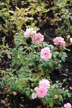 Trosroos (Rosa 'Bonica 82') -OL Planten Winkel rosa bonica 82 1