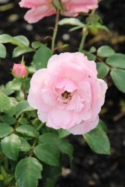 Trosroos (Rosa 'Bonica 82') -OL Planten Winkel rosa bonica 82 2