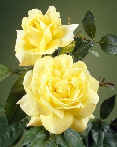 Klimroos (Rosa 'Climbing Chinatown') 3 Klimroos (Rosa 'Climbing Chinatown')