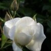 Klimroos (Rosa 'Climbing Snow Princess') -OL Planten Winkel rosa climbing snow princess 1