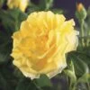 Klimroos (Rosa 'Golden Climber') -OL Planten Winkel rosa golden climber 2