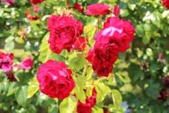 Klimroos (Rosa 'Grand Hotel') -OL Planten Winkel rosa grand hotel