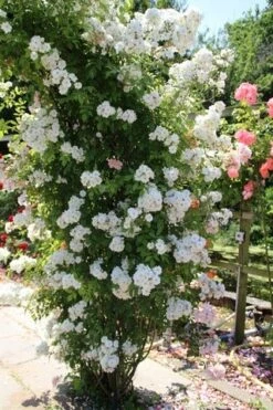 Miniklimroos (Rosa 'Guirlande D'Amour') -OL Planten Winkel rosa guirlande d amour