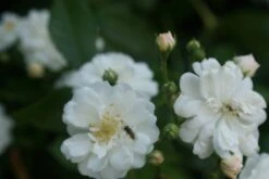 Miniklimroos (Rosa 'Guirlande D'Amour') -OL Planten Winkel rosa guirlande d amour 1