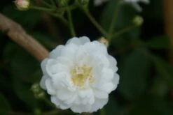 Miniklimroos (Rosa 'Guirlande D'Amour') -OL Planten Winkel rosa guirlande d amour 2