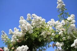 Miniklimroos (Rosa 'Guirlande D'Amour') -OL Planten Winkel rosa guirlande d amour 2 2