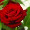 Grootbloemige Roos (Rosa 'Ingrid Bergman') -OL Planten Winkel rosa ingrid bergman