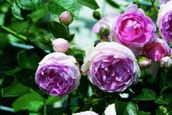 Klimroos (Rosa 'Jasmina') 5 Klimroos (Rosa 'Jasmina') -OL Planten Winkel rosa jasmina