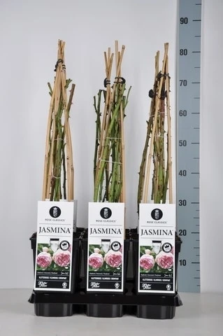 Klimroos (Rosa 'Jasmina') 3 Klimroos (Rosa 'Jasmina')