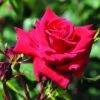 Klimroos (Rosa 'Mazurika') 1 Klimroos (Rosa 'Mazurika') -OL Planten Winkel rosa mazurika 1
