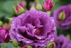 Trosroos (Rosa 'Minerva') -OL Planten Winkel rosa minerva 2