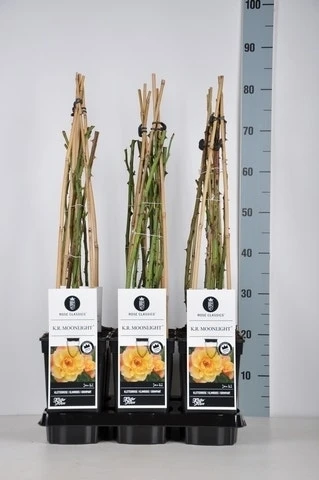 Klimroos (Rosa 'Moonlight') 3 Klimroos (Rosa 'Moonlight')