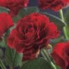 Klimroos (Rosa 'Paul's Scarlet Climber') -OL Planten Winkel rosa paul s scarlet climber 2