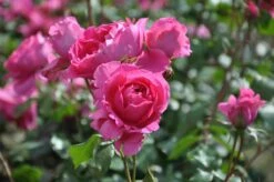 Klimroos (Rosa 'Pink Cloud') 13 Klimroos (Rosa 'Pink Cloud') -OL Planten Winkel rosa pink cloud