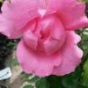 Klimroos (Rosa 'Pink Cloud') 2 Klimroos (Rosa 'Pink Cloud') -OL Planten Winkel rosa pink cloud 1