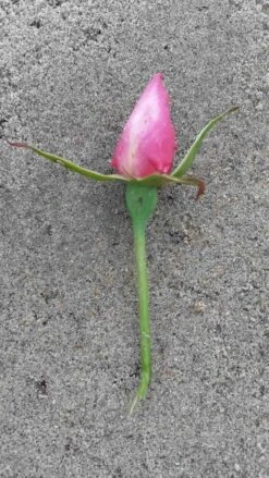 Klimroos (Rosa 'Pink Cloud') -OL Planten Winkel rosa pink cloud 2 1