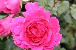 Klimroos (Rosa 'Pink Cloud') 15 Klimroos (Rosa 'Pink Cloud') -OL Planten Winkel rosa pink cloud 2 1