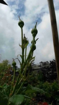 Klimroos (Rosa 'Pink Cloud') -OL Planten Winkel rosa pink cloud 3 1
