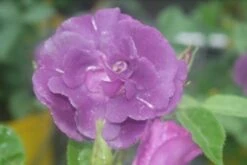 Roos (Rosa 'Rhapsody In Blue') 17 Roos (Rosa 'Rhapsody In Blue') -OL Planten Winkel rosa rhapsody in blue 1 2 1