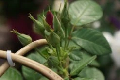 Roos (Rosa 'Rhapsody In Blue') 13 Roos (Rosa 'Rhapsody In Blue') -OL Planten Winkel rosa rhapsody in blue 1 3