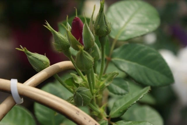 Roos (Rosa 'Rhapsody In Blue') 6 Roos (Rosa 'Rhapsody In Blue') - Afbeelding 4