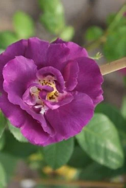 Roos (Rosa 'Rhapsody In Blue') 14 Roos (Rosa 'Rhapsody In Blue') -OL Planten Winkel rosa rhapsody in blue 3 2