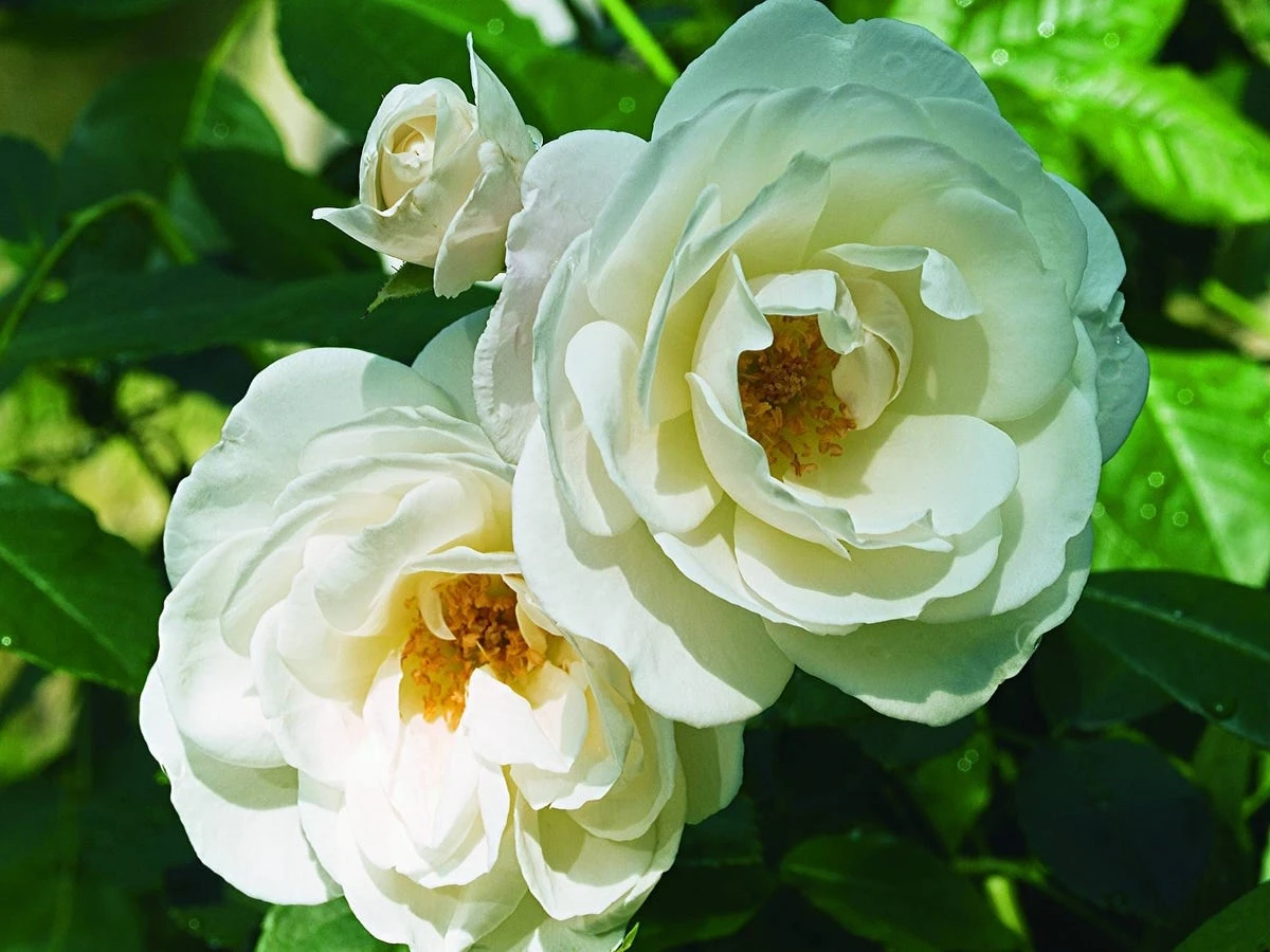 Roos (Rosa 'Schneewittchen') 3 Roos (Rosa 'Schneewittchen')