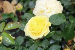 Bodembedekkende Roos (Rosa 'Solero') 9 Bodembedekkende Roos (Rosa 'Solero') -OL Planten Winkel rosa solero 2