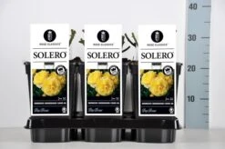 Bodembedekkende Roos (Rosa 'Solero') 8 Bodembedekkende Roos (Rosa 'Solero') -OL Planten Winkel rosa solero in de winter