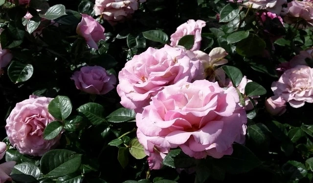 Grootbloemige Roos (Rosa 'Blue Girl') 4 Grootbloemige Roos (Rosa 'Blue Girl') - Afbeelding 2