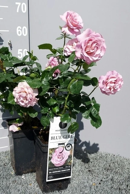 Grootbloemige Roos (Rosa 'Blue Girl') 6 Grootbloemige Roos (Rosa 'Blue Girl') - Afbeelding 4